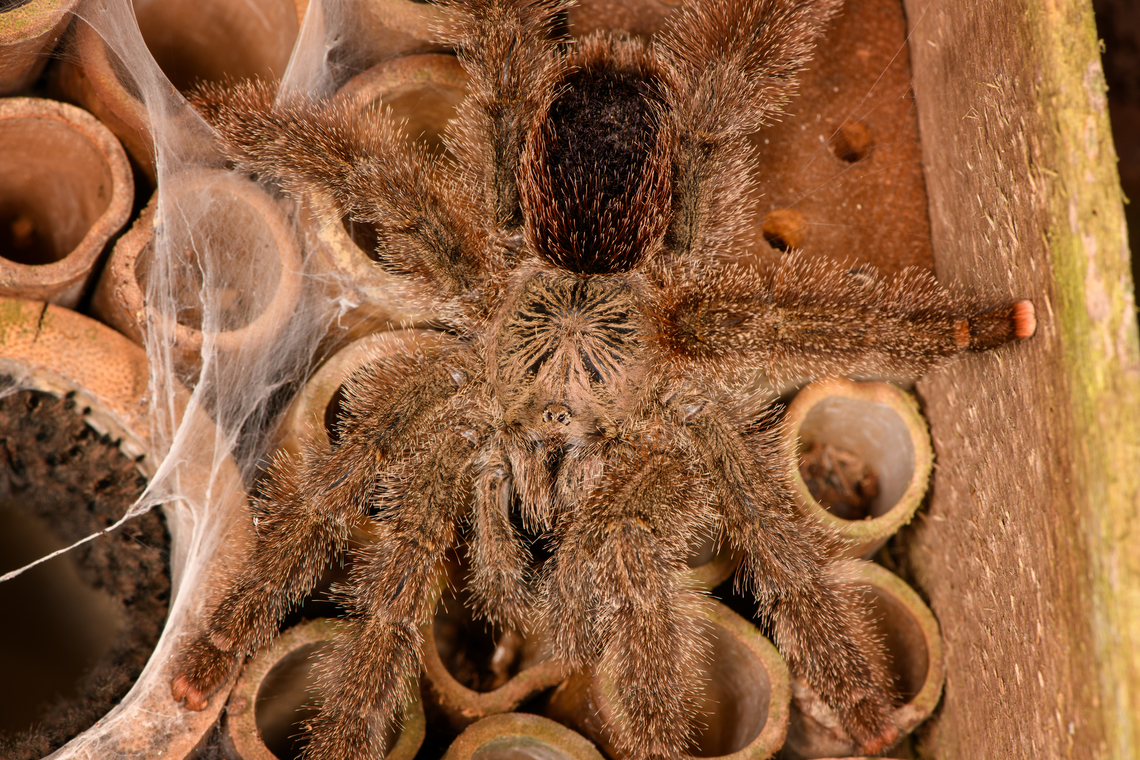 Avicularia cf. huriana, Finca Heimatlos, Ecuador This lovely female has decided to nest in an insect hotel at the Finca Heimatlos accomodation. That makes the adult easy to find, it&#039;s always around as soon as the sun sets.<br />
<br />
It was surprisingly difficult to identify but experts helped me out. This species has historically been refered to as Avicularia huriana in the tarantula pet trade and systems not yet updated still see it as a valid species name. <br />
<br />
In the meanwhile it has been decided that the species is undescribed, possibly because the original specimen was not properly described/preserved (my guess). However, all individuals sharing this morphology likely are the same species, formerly known as Avicularia huriana. Which may continue to be its name once properly described.<br />
<br />
For now I&#039;m refering to the old name (which may also become its new name) as otherwise there would be no way to find this species.<br />
<figure class="photo"><a href="https://www.jungledragon.com/image/129033/avicularia_cf._huriana_with_nest_finca_heimatlos_ecuador.html" title="Avicularia cf. huriana with nest, Finca Heimatlos, Ecuador"><img src="https://s3.amazonaws.com/media.jungledragon.com/images/2/129033_thumb.jpg?AWSAccessKeyId=05GMT0V3GWVNE7GGM1R2&Expires=1759968010&Signature=7Miajm2vzeUbdt5u%2Fcsa8PXtKYI%3D" width="200" height="160" alt="Avicularia cf. huriana with nest, Finca Heimatlos, Ecuador This lovely female has decided to nest in an insect hotel at the Finca Heimatlos accomodation. That makes the adult easy to find, it&#039;s always around as soon as the sun sets.<br />
<br />
It was surprisingly difficult to identify but experts helped me out. This species has historically been refered to as Avicularia huriana in the tarantula pet trade and systems not yet updated still see it as a valid species name. <br />
<br />
In the meanwhile it has been decided that the species is undescribed, possibly because the original specimen was not properly described/preserved (my guess). However, all individuals sharing this morphology likely are the same species, formerly known as Avicularia huriana. Which may continue to be its name once properly described.<br />
<br />
For now I&#039;m refering to the old name (which may also become its new name) as otherwise there would be no way to find this species.<br />
https://www.jungledragon.com/image/129032/avicularia_cf._huriana_finca_heimatlos_ecuador.html<br />
https://www.jungledragon.com/image/129030/avicularia_cf._huriana_-_closeup_finca_heimatlos_ecuador.html<br />
https://www.jungledragon.com/image/129031/avicularia_cf._huriana_-_spiderlings_finca_heimatlos_ecuador.html Avicularia cf. huriana,Avicularia huriana,Ecuador,Ecuador 2021,Finca Heimatlos,Geotagged,South America,Spring,World" /></a></figure><br />
<figure class="photo"><a href="https://www.jungledragon.com/image/129030/avicularia_cf._huriana_-_closeup_finca_heimatlos_ecuador.html" title="Avicularia cf. huriana - closeup, Finca Heimatlos, Ecuador"><img src="https://s3.amazonaws.com/media.jungledragon.com/images/2/129030_thumb.jpg?AWSAccessKeyId=05GMT0V3GWVNE7GGM1R2&Expires=1759968010&Signature=KdwcvI90JFkdHfurAqhGz6pfjsI%3D" width="200" height="158" alt="Avicularia cf. huriana - closeup, Finca Heimatlos, Ecuador This lovely female has decided to nest in an insect hotel at the Finca Heimatlos accomodation. That makes the adult easy to find, it&#039;s always around as soon as the sun sets.<br />
<br />
It was surprisingly difficult to identify but experts helped me out. This species has historically been refered to as Avicularia huriana in the tarantula pet trade and systems not yet updated still see it as a valid species name. <br />
<br />
In the meanwhile it has been decided that the species is undescribed, possibly because the original specimen was not properly described/preserved (my guess). However, all individuals sharing this morphology likely are the same species, formerly known as Avicularia huriana. Which may continue to be its name once properly described.<br />
<br />
For now I&#039;m refering to the old name (which may also become its new name) as otherwise there would be no way to find this species.<br />
https://www.jungledragon.com/image/129033/avicularia_cf._huriana_with_nest_finca_heimatlos_ecuador.html<br />
https://www.jungledragon.com/image/129032/avicularia_cf._huriana_finca_heimatlos_ecuador.html<br />
https://www.jungledragon.com/image/129031/avicularia_cf._huriana_-_spiderlings_finca_heimatlos_ecuador.html Avicularia cf. huriana,Avicularia huriana,Ecuador,Ecuador 2021,Finca Heimatlos,Geotagged,South America,Spring,World" /></a></figure><br />
<figure class="photo"><a href="https://www.jungledragon.com/image/129031/avicularia_cf._huriana_-_spiderlings_finca_heimatlos_ecuador.html" title="Avicularia cf. huriana - spiderlings, Finca Heimatlos, Ecuador"><img src="https://s3.amazonaws.com/media.jungledragon.com/images/2/129031_thumb.jpg?AWSAccessKeyId=05GMT0V3GWVNE7GGM1R2&Expires=1759968010&Signature=SNmDbVpQlS7xge267DhHKzdI5HY%3D" width="200" height="126" alt="Avicularia cf. huriana - spiderlings, Finca Heimatlos, Ecuador This lovely female has decided to nest in an insect hotel at the Finca Heimatlos accomodation. That makes the adult easy to find, it&#039;s always around as soon as the sun sets.<br />
<br />
It was surprisingly difficult to identify but experts helped me out. This species has historically been refered to as Avicularia huriana in the tarantula pet trade and systems not yet updated still see it as a valid species name. <br />
<br />
In the meanwhile it has been decided that the species is undescribed, possibly because the original specimen was not properly described/preserved (my guess). However, all individuals sharing this morphology likely are the same species, formerly known as Avicularia huriana. Which may continue to be its name once properly described.<br />
<br />
For now I&#039;m refering to the old name (which may also become its new name) as otherwise there would be no way to find this species.<br />
https://www.jungledragon.com/image/129033/avicularia_cf._huriana_with_nest_finca_heimatlos_ecuador.html<br />
https://www.jungledragon.com/image/129032/avicularia_cf._huriana_finca_heimatlos_ecuador.html<br />
https://www.jungledragon.com/image/129030/avicularia_cf._huriana_-_closeup_finca_heimatlos_ecuador.html Avicularia cf. huriana,Avicularia huriana,Ecuador,Ecuador 2021,Finca Heimatlos,Geotagged,South America,Spring,World" /></a></figure> Avicularia cf. huriana,Avicularia huriana,Ecuador,Ecuador 2021,Finca Heimatlos,Geotagged,South America,Spring,World