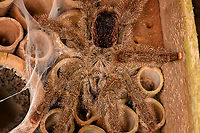 Avicularia cf. huriana, Finca Heimatlos, Ecuador This lovely female has decided to nest in an insect hotel at the Finca Heimatlos accomodation. That makes the adult easy to find, it's always around as soon as the sun sets.<br />
<br />
It was surprisingly difficult to identify but experts helped me out. This species has historically been refered to as Avicularia huriana in the tarantula pet trade and systems not yet updated still see it as a valid species name. <br />
<br />
In the meanwhile it has been decided that the species is undescribed, possibly because the original specimen was not properly described/preserved (my guess). However, all individuals sharing this morphology likely are the same species, formerly known as Avicularia huriana. Which may continue to be its name once properly described.<br />
<br />
For now I'm refering to the old name (which may also become its new name) as otherwise there would be no way to find this species.<br />
https://www.jungledragon.com/image/129033/avicularia_cf._huriana_with_nest_finca_heimatlos_ecuador.html<br />
https://www.jungledragon.com/image/129030/avicularia_cf._huriana_-_closeup_finca_heimatlos_ecuador.html<br />
https://www.jungledragon.com/image/129031/avicularia_cf._huriana_-_spiderlings_finca_heimatlos_ecuador.html Avicularia cf. huriana,Avicularia huriana,Ecuador,Ecuador 2021,Finca Heimatlos,Geotagged,South America,Spring,World