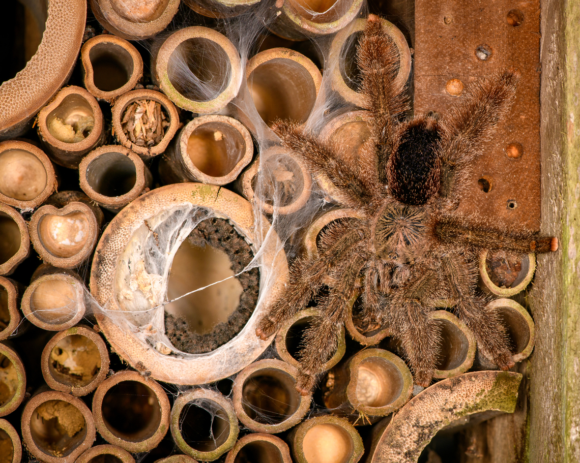 Avicularia cf. huriana with nest, Finca Heimatlos, Ecuador This lovely female has decided to nest in an insect hotel at the Finca Heimatlos accomodation. That makes the adult easy to find, it&#039;s always around as soon as the sun sets.<br />
<br />
It was surprisingly difficult to identify but experts helped me out. This species has historically been refered to as Avicularia huriana in the tarantula pet trade and systems not yet updated still see it as a valid species name. <br />
<br />
In the meanwhile it has been decided that the species is undescribed, possibly because the original specimen was not properly described/preserved (my guess). However, all individuals sharing this morphology likely are the same species, formerly known as Avicularia huriana. Which may continue to be its name once properly described.<br />
<br />
For now I&#039;m refering to the old name (which may also become its new name) as otherwise there would be no way to find this species.<br />
<figure class="photo"><a href="https://www.jungledragon.com/image/129032/avicularia_cf._huriana_finca_heimatlos_ecuador.html" title="Avicularia cf. huriana, Finca Heimatlos, Ecuador"><img src="https://s3.amazonaws.com/media.jungledragon.com/images/2/129032_thumb.jpg?AWSAccessKeyId=05GMT0V3GWVNE7GGM1R2&Expires=1759968010&Signature=XeA33%2BQOtYHZD7%2Fxxy8BFuU3BNE%3D" width="200" height="134" alt="Avicularia cf. huriana, Finca Heimatlos, Ecuador This lovely female has decided to nest in an insect hotel at the Finca Heimatlos accomodation. That makes the adult easy to find, it&#039;s always around as soon as the sun sets.<br />
<br />
It was surprisingly difficult to identify but experts helped me out. This species has historically been refered to as Avicularia huriana in the tarantula pet trade and systems not yet updated still see it as a valid species name. <br />
<br />
In the meanwhile it has been decided that the species is undescribed, possibly because the original specimen was not properly described/preserved (my guess). However, all individuals sharing this morphology likely are the same species, formerly known as Avicularia huriana. Which may continue to be its name once properly described.<br />
<br />
For now I&#039;m refering to the old name (which may also become its new name) as otherwise there would be no way to find this species.<br />
https://www.jungledragon.com/image/129033/avicularia_cf._huriana_with_nest_finca_heimatlos_ecuador.html<br />
https://www.jungledragon.com/image/129030/avicularia_cf._huriana_-_closeup_finca_heimatlos_ecuador.html<br />
https://www.jungledragon.com/image/129031/avicularia_cf._huriana_-_spiderlings_finca_heimatlos_ecuador.html Avicularia cf. huriana,Avicularia huriana,Ecuador,Ecuador 2021,Finca Heimatlos,Geotagged,South America,Spring,World" /></a></figure><br />
<figure class="photo"><a href="https://www.jungledragon.com/image/129030/avicularia_cf._huriana_-_closeup_finca_heimatlos_ecuador.html" title="Avicularia cf. huriana - closeup, Finca Heimatlos, Ecuador"><img src="https://s3.amazonaws.com/media.jungledragon.com/images/2/129030_thumb.jpg?AWSAccessKeyId=05GMT0V3GWVNE7GGM1R2&Expires=1759968010&Signature=KdwcvI90JFkdHfurAqhGz6pfjsI%3D" width="200" height="158" alt="Avicularia cf. huriana - closeup, Finca Heimatlos, Ecuador This lovely female has decided to nest in an insect hotel at the Finca Heimatlos accomodation. That makes the adult easy to find, it&#039;s always around as soon as the sun sets.<br />
<br />
It was surprisingly difficult to identify but experts helped me out. This species has historically been refered to as Avicularia huriana in the tarantula pet trade and systems not yet updated still see it as a valid species name. <br />
<br />
In the meanwhile it has been decided that the species is undescribed, possibly because the original specimen was not properly described/preserved (my guess). However, all individuals sharing this morphology likely are the same species, formerly known as Avicularia huriana. Which may continue to be its name once properly described.<br />
<br />
For now I&#039;m refering to the old name (which may also become its new name) as otherwise there would be no way to find this species.<br />
https://www.jungledragon.com/image/129033/avicularia_cf._huriana_with_nest_finca_heimatlos_ecuador.html<br />
https://www.jungledragon.com/image/129032/avicularia_cf._huriana_finca_heimatlos_ecuador.html<br />
https://www.jungledragon.com/image/129031/avicularia_cf._huriana_-_spiderlings_finca_heimatlos_ecuador.html Avicularia cf. huriana,Avicularia huriana,Ecuador,Ecuador 2021,Finca Heimatlos,Geotagged,South America,Spring,World" /></a></figure><br />
<figure class="photo"><a href="https://www.jungledragon.com/image/129031/avicularia_cf._huriana_-_spiderlings_finca_heimatlos_ecuador.html" title="Avicularia cf. huriana - spiderlings, Finca Heimatlos, Ecuador"><img src="https://s3.amazonaws.com/media.jungledragon.com/images/2/129031_thumb.jpg?AWSAccessKeyId=05GMT0V3GWVNE7GGM1R2&Expires=1759968010&Signature=SNmDbVpQlS7xge267DhHKzdI5HY%3D" width="200" height="126" alt="Avicularia cf. huriana - spiderlings, Finca Heimatlos, Ecuador This lovely female has decided to nest in an insect hotel at the Finca Heimatlos accomodation. That makes the adult easy to find, it&#039;s always around as soon as the sun sets.<br />
<br />
It was surprisingly difficult to identify but experts helped me out. This species has historically been refered to as Avicularia huriana in the tarantula pet trade and systems not yet updated still see it as a valid species name. <br />
<br />
In the meanwhile it has been decided that the species is undescribed, possibly because the original specimen was not properly described/preserved (my guess). However, all individuals sharing this morphology likely are the same species, formerly known as Avicularia huriana. Which may continue to be its name once properly described.<br />
<br />
For now I&#039;m refering to the old name (which may also become its new name) as otherwise there would be no way to find this species.<br />
https://www.jungledragon.com/image/129033/avicularia_cf._huriana_with_nest_finca_heimatlos_ecuador.html<br />
https://www.jungledragon.com/image/129032/avicularia_cf._huriana_finca_heimatlos_ecuador.html<br />
https://www.jungledragon.com/image/129030/avicularia_cf._huriana_-_closeup_finca_heimatlos_ecuador.html Avicularia cf. huriana,Avicularia huriana,Ecuador,Ecuador 2021,Finca Heimatlos,Geotagged,South America,Spring,World" /></a></figure> Avicularia cf. huriana,Avicularia huriana,Ecuador,Ecuador 2021,Finca Heimatlos,Geotagged,South America,Spring,World