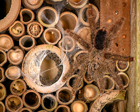 Avicularia cf. huriana with nest, Finca Heimatlos, Ecuador This lovely female has decided to nest in an insect hotel at the Finca Heimatlos accomodation. That makes the adult easy to find, it's always around as soon as the sun sets.

It was surprisingly difficult to identify but experts helped me out. This species has historically been refered to as Avicularia huriana in the tarantula pet trade and systems not yet updated still see it as a valid species name. 

In the meanwhile it has been decided that the species is undescribed, possibly because the original specimen was not properly described/preserved (my guess). However, all individuals sharing this morphology likely are the same species, formerly known as Avicularia huriana. Which may continue to be its name once properly described.

For now I'm refering to the old name (which may also become its new name) as otherwise there would be no way to find this species.
https://www.jungledragon.com/image/129032/avicularia_cf._huriana_finca_heimatlos_ecuador.html
https://www.jungledragon.com/image/129030/avicularia_cf._huriana_-_closeup_finca_heimatlos_ecuador.html
https://www.jungledragon.com/image/129031/avicularia_cf._huriana_-_spiderlings_finca_heimatlos_ecuador.html Avicularia cf. huriana,Avicularia huriana,Ecuador,Ecuador 2021,Finca Heimatlos,Geotagged,South America,Spring,World