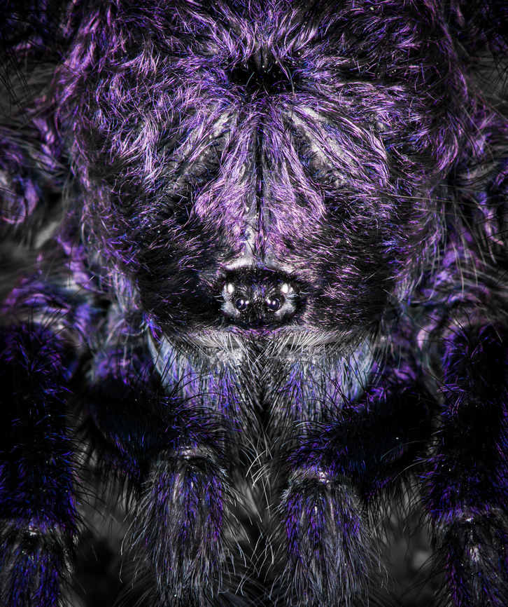 Purple Pinktoe Tarantula - head, Finca Heimatlos (dramatized edit)<br />
<br />
Here's the second tarantula found in Finca Heimatlos. I'm sharing one photo "as it was found" and one dramatized edit to emphasize the purple feature as well as some fun facts.<br />
<br />
The intensity of the purple glare in their hairs depends on light conditions. The spider may appear as fully black in dim diffused light versus intensely purple under focused strong light.<br />
<br />
Onwards to their eyes. Tarantula eyes seem really tiny compared to their body size and from a distance, they seem to have only two. In reality, they have 8 eyes like most spiders. The extra 6 eyes are all very closely arranged around the main eyes, and point in different directions.<br />
<br />
This gives them a wide angle view, but their eye sight is still terrible. Their visual system is optimized for detecting motion and the difference between dark and light, where dark is considered safety. More often than not, a tarantula will pick flee instead of fight. Their perception of color is more limited than ours, specifically they cannot see reds. If your flash light has a red light mode, it's a great way to track them without stressing them too much.<br />
<br />
Their true eyes are their hairs, which are able to detect the tiniest of movements made by small insects. These same hairs also act as their ears, they are able to detect the air vibration produced by sound.<br />
<br />
They cannot turn their heads. Their body is rigid and pretty inflexible. Hunting is mostly a very fast forward running motion. A wall hunter like this won't jump. Because if they do, they would implode upon impact with the floor due to their very heavy exoskeleton.<br />
<figure class="photo"><a href="https://www.jungledragon.com/image/129044/purple_pinktoe_tarantula_finca_heimatlos.html" title="Purple Pinktoe Tarantula, Finca Heimatlos"><img src="https://s3.amazonaws.com/media.jungledragon.com/images/2/129044_thumb.jpg?AWSAccessKeyId=05GMT0V3GWVNE7GGM1R2&Expires=1770854410&Signature=wfIbnoRDUXYaln1fvuWuG4JNS5U%3D" width="200" height="134" alt="Purple Pinktoe Tarantula, Finca Heimatlos Here's the second tarantula found in Finca Heimatlos. I'm sharing one photo "as it was found" and one dramatized edit to emphasize the purple feature as well as some fun facts.<br />
<br />
The intensity of the purple glare in their hairs depends on light conditions. The spider may appear as fully black in dim diffused light versus intensely purple under focused strong light.<br />
<br />
Onwards to their eyes. Tarantula eyes seem really tiny compared to their body size and from a distance, they seem to have only two. In reality, they have 8 eyes like most spiders. The extra 6 eyes are all very closely arranged around the main eyes, and point in different directions.<br />
<br />
This gives them a wide angle view, but their eye sight is still terrible. Their visual system is optimized for detecting motion and the difference between dark and light, where dark is considered safety. More often than not, a tarantula will pick flee instead of fight. Their perception of color is more limited than ours, specifically they cannot see reds. If your flash light has a red light mode, it's a great way to track them without stressing them too much.<br />
<br />
Their true eyes are their hairs, which are able to detect the tiniest of movements made by small insects. These same hairs also act as their ears, they are able to detect the air vibration produced by sound.<br />
<br />
They cannot turn their heads. Their body is rigid and pretty inflexible. Hunting is mostly a very fast forward running motion. A wall hunter like this won't jump. Because if they do, they would implode upon impact with the floor due to their very heavy exoskeleton.<br />
https://www.jungledragon.com/image/129043/purple_pinktoe_tarantula_-_head_finca_heimatlos.html<br />
In case you missed it, check out this other species in the same genus found at the same location:<br />
<br />
https://www.jungledragon.com/image/129030/avicularia_cf._huriana_-_closeup_finca_heimatlos_ecuador.html Avicularia purpurea,Ecuador,Ecuador 2021,Finca Heimatlos,Geotagged,South America,Spring,World" /></a></figure><br />
In case you missed it, check out this other species in the same genus found at the same location:<br />
<br />
<figure class="photo"><a href="https://www.jungledragon.com/image/129030/avicularia_cf._huriana_-_closeup_finca_heimatlos_ecuador.html" title="Avicularia cf. huriana - closeup, Finca Heimatlos, Ecuador"><img src="https://s3.amazonaws.com/media.jungledragon.com/images/2/129030_thumb.jpg?AWSAccessKeyId=05GMT0V3GWVNE7GGM1R2&Expires=1770854410&Signature=KwnKlQO%2FwAMn8b%2BV0s%2FHfpmxjFM%3D" width="200" height="158" alt="Avicularia cf. huriana - closeup, Finca Heimatlos, Ecuador This lovely female has decided to nest in an insect hotel at the Finca Heimatlos accomodation. That makes the adult easy to find, it's always around as soon as the sun sets.<br />
<br />
It was surprisingly difficult to identify but experts helped me out. This species has historically been refered to as Avicularia huriana in the tarantula pet trade and systems not yet updated still see it as a valid species name. <br />
<br />
In the meanwhile it has been decided that the species is undescribed, possibly because the original specimen was not properly described/preserved (my guess). However, all individuals sharing this morphology likely are the same species, formerly known as Avicularia huriana. Which may continue to be its name once properly described.<br />
<br />
For now I'm refering to the old name (which may also become its new name) as otherwise there would be no way to find this species.<br />
https://www.jungledragon.com/image/129033/avicularia_cf._huriana_with_nest_finca_heimatlos_ecuador.html<br />
https://www.jungledragon.com/image/129032/avicularia_cf._huriana_finca_heimatlos_ecuador.html<br />
https://www.jungledragon.com/image/129031/avicularia_cf._huriana_-_spiderlings_finca_heimatlos_ecuador.html Avicularia cf. huriana,Avicularia huriana,Ecuador,Ecuador 2021,Finca Heimatlos,Geotagged,South America,Spring,World" /></a></figure> Avicularia purpurea,Ecuador,Ecuador 2021,Finca Heimatlos,Geotagged,Purple Pinktoe Tarantula,South America,Spring,World