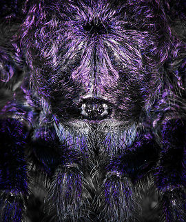 Purple Pinktoe Tarantula - head, Finca Heimatlos (dramatized edit)

Here's the second tarantula found in Finca Heimatlos. I'm sharing one photo "as it was found" and one dramatized edit to emphasize the purple feature as well as some fun facts.

The intensity of the purple glare in their hairs depends on light conditions. The spider may appear as fully black in dim diffused light versus intensely purple under focused strong light.

Onwards to their eyes. Tarantula eyes seem really tiny compared to their body size and from a distance, they seem to have only two. In reality, they have 8 eyes like most spiders. The extra 6 eyes are all very closely arranged around the main eyes, and point in different directions.

This gives them a wide angle view, but their eye sight is still terrible. Their visual system is optimized for detecting motion and the difference between dark and light, where dark is considered safety. More often than not, a tarantula will pick flee instead of fight. Their perception of color is more limited than ours, specifically they cannot see reds. If your flash light has a red light mode, it's a great way to track them without stressing them too much.

Their true eyes are their hairs, which are able to detect the tiniest of movements made by small insects. These same hairs also act as their ears, they are able to detect the air vibration produced by sound.

They cannot turn their heads. Their body is rigid and pretty inflexible. Hunting is mostly a very fast forward running motion. A wall hunter like this won't jump. Because if they do, they would implode upon impact with the floor due to their very heavy exoskeleton.
https://www.jungledragon.com/image/129044/purple_pinktoe_tarantula_finca_heimatlos.html
In case you missed it, check out this other species in the same genus found at the same location:

https://www.jungledragon.com/image/129030/avicularia_cf._huriana_-_closeup_finca_heimatlos_ecuador.html Avicularia purpurea,Ecuador,Ecuador 2021,Finca Heimatlos,Geotagged,Purple Pinktoe Tarantula,South America,Spring,World