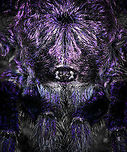 Purple Pinktoe Tarantula - head, Finca Heimatlos (dramatized edit)<br />
<br />
Here's the second tarantula found in Finca Heimatlos. I'm sharing one photo "as it was found" and one dramatized edit to emphasize the purple feature as well as some fun facts.<br />
<br />
The intensity of the purple glare in their hairs depends on light conditions. The spider may appear as fully black in dim diffused light versus intensely purple under focused strong light.<br />
<br />
Onwards to their eyes. Tarantula eyes seem really tiny compared to their body size and from a distance, they seem to have only two. In reality, they have 8 eyes like most spiders. The extra 6 eyes are all very closely arranged around the main eyes, and point in different directions.<br />
<br />
This gives them a wide angle view, but their eye sight is still terrible. Their visual system is optimized for detecting motion and the difference between dark and light, where dark is considered safety. More often than not, a tarantula will pick flee instead of fight. Their perception of color is more limited than ours, specifically they cannot see reds. If your flash light has a red light mode, it's a great way to track them without stressing them too much.<br />
<br />
Their true eyes are their hairs, which are able to detect the tiniest of movements made by small insects. These same hairs also act as their ears, they are able to detect the air vibration produced by sound.<br />
<br />
They cannot turn their heads. Their body is rigid and pretty inflexible. Hunting is mostly a very fast forward running motion. A wall hunter like this won't jump. Because if they do, they would implode upon impact with the floor due to their very heavy exoskeleton.<br />
https://www.jungledragon.com/image/129044/purple_pinktoe_tarantula_finca_heimatlos.html<br />
In case you missed it, check out this other species in the same genus found at the same location:<br />
<br />
https://www.jungledragon.com/image/129030/avicularia_cf._huriana_-_closeup_finca_heimatlos_ecuador.html Avicularia purpurea,Ecuador,Ecuador 2021,Finca Heimatlos,Geotagged,Purple Pinktoe Tarantula,South America,Spring,World