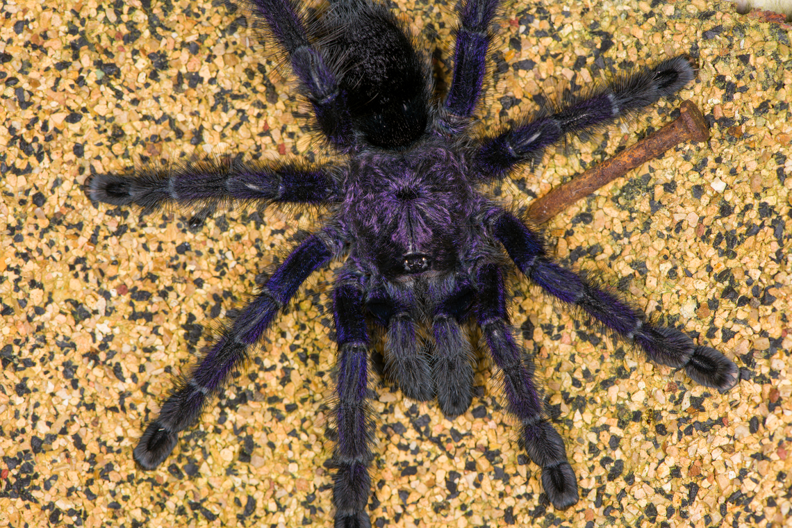 Purple Pinktoe Tarantula, Finca Heimatlos Here's the second tarantula found in Finca Heimatlos. I'm sharing one photo "as it was found" and one dramatized edit to emphasize the purple feature as well as some fun facts.<br />
<br />
The intensity of the purple glare in their hairs depends on light conditions. The spider may appear as fully black in dim diffused light versus intensely purple under focused strong light.<br />
<br />
Onwards to their eyes. Tarantula eyes seem really tiny compared to their body size and from a distance, they seem to have only two. In reality, they have 8 eyes like most spiders. The extra 6 eyes are all very closely arranged around the main eyes, and point in different directions.<br />
<br />
This gives them a wide angle view, but their eye sight is still terrible. Their visual system is optimized for detecting motion and the difference between dark and light, where dark is considered safety. More often than not, a tarantula will pick flee instead of fight. Their perception of color is more limited than ours, specifically they cannot see reds. If your flash light has a red light mode, it's a great way to track them without stressing them too much.<br />
<br />
Their true eyes are their hairs, which are able to detect the tiniest of movements made by small insects. These same hairs also act as their ears, they are able to detect the air vibration produced by sound.<br />
<br />
They cannot turn their heads. Their body is rigid and pretty inflexible. Hunting is mostly a very fast forward running motion. A wall hunter like this won't jump. Because if they do, they would implode upon impact with the floor due to their very heavy exoskeleton.<br />
<figure class="photo"><a href="https://www.jungledragon.com/image/129043/purple_pinktoe_tarantula_-_head_finca_heimatlos.html" title="Purple Pinktoe Tarantula - head, Finca Heimatlos"><img src="https://s3.amazonaws.com/media.jungledragon.com/images/2/129043_thumb.jpg?AWSAccessKeyId=05GMT0V3GWVNE7GGM1R2&Expires=1769040010&Signature=gw0R569rx9qBQVH4feZNzrh%2FWiY%3D" width="128" height="152" alt="Purple Pinktoe Tarantula - head, Finca Heimatlos (dramatized edit)<br />
<br />
Here's the second tarantula found in Finca Heimatlos. I'm sharing one photo "as it was found" and one dramatized edit to emphasize the purple feature as well as some fun facts.<br />
<br />
The intensity of the purple glare in their hairs depends on light conditions. The spider may appear as fully black in dim diffused light versus intensely purple under focused strong light.<br />
<br />
Onwards to their eyes. Tarantula eyes seem really tiny compared to their body size and from a distance, they seem to have only two. In reality, they have 8 eyes like most spiders. The extra 6 eyes are all very closely arranged around the main eyes, and point in different directions.<br />
<br />
This gives them a wide angle view, but their eye sight is still terrible. Their visual system is optimized for detecting motion and the difference between dark and light, where dark is considered safety. More often than not, a tarantula will pick flee instead of fight. Their perception of color is more limited than ours, specifically they cannot see reds. If your flash light has a red light mode, it's a great way to track them without stressing them too much.<br />
<br />
Their true eyes are their hairs, which are able to detect the tiniest of movements made by small insects. These same hairs also act as their ears, they are able to detect the air vibration produced by sound.<br />
<br />
They cannot turn their heads. Their body is rigid and pretty inflexible. Hunting is mostly a very fast forward running motion. A wall hunter like this won't jump. Because if they do, they would implode upon impact with the floor due to their very heavy exoskeleton.<br />
https://www.jungledragon.com/image/129044/purple_pinktoe_tarantula_finca_heimatlos.html<br />
In case you missed it, check out this other species in the same genus found at the same location:<br />
<br />
https://www.jungledragon.com/image/129030/avicularia_cf._huriana_-_closeup_finca_heimatlos_ecuador.html Avicularia purpurea,Ecuador,Ecuador 2021,Finca Heimatlos,Geotagged,Purple Pinktoe Tarantula,South America,Spring,World" /></a></figure><br />
In case you missed it, check out this other species in the same genus found at the same location:<br />
<br />
<figure class="photo"><a href="https://www.jungledragon.com/image/129030/avicularia_cf._huriana_-_closeup_finca_heimatlos_ecuador.html" title="Avicularia cf. huriana - closeup, Finca Heimatlos, Ecuador"><img src="https://s3.amazonaws.com/media.jungledragon.com/images/2/129030_thumb.jpg?AWSAccessKeyId=05GMT0V3GWVNE7GGM1R2&Expires=1769040010&Signature=xYMLShcqpOvU5bXyqK4E7yxyCx0%3D" width="200" height="158" alt="Avicularia cf. huriana - closeup, Finca Heimatlos, Ecuador This lovely female has decided to nest in an insect hotel at the Finca Heimatlos accomodation. That makes the adult easy to find, it's always around as soon as the sun sets.<br />
<br />
It was surprisingly difficult to identify but experts helped me out. This species has historically been refered to as Avicularia huriana in the tarantula pet trade and systems not yet updated still see it as a valid species name. <br />
<br />
In the meanwhile it has been decided that the species is undescribed, possibly because the original specimen was not properly described/preserved (my guess). However, all individuals sharing this morphology likely are the same species, formerly known as Avicularia huriana. Which may continue to be its name once properly described.<br />
<br />
For now I'm refering to the old name (which may also become its new name) as otherwise there would be no way to find this species.<br />
https://www.jungledragon.com/image/129033/avicularia_cf._huriana_with_nest_finca_heimatlos_ecuador.html<br />
https://www.jungledragon.com/image/129032/avicularia_cf._huriana_finca_heimatlos_ecuador.html<br />
https://www.jungledragon.com/image/129031/avicularia_cf._huriana_-_spiderlings_finca_heimatlos_ecuador.html Avicularia cf. huriana,Avicularia huriana,Ecuador,Ecuador 2021,Finca Heimatlos,Geotagged,South America,Spring,World" /></a></figure> Avicularia purpurea,Ecuador,Ecuador 2021,Finca Heimatlos,Geotagged,South America,Spring,World