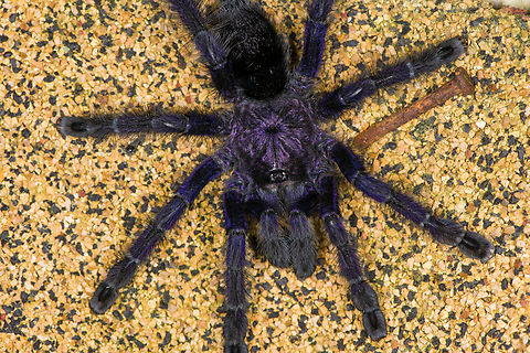 Purple Pinktoe Tarantula, Finca Heimatlos Here's the second tarantula found in Finca Heimatlos. I'm sharing one photo "as it was found" and one dramatized edit to emphasize the purple feature as well as some fun facts.

The intensity of the purple glare in their hairs depends on light conditions. The spider may appear as fully black in dim diffused light versus intensely purple under focused strong light.

Onwards to their eyes. Tarantula eyes seem really tiny compared to their body size and from a distance, they seem to have only two. In reality, they have 8 eyes like most spiders. The extra 6 eyes are all very closely arranged around the main eyes, and point in different directions.

This gives them a wide angle view, but their eye sight is still terrible. Their visual system is optimized for detecting motion and the difference between dark and light, where dark is considered safety. More often than not, a tarantula will pick flee instead of fight. Their perception of color is more limited than ours, specifically they cannot see reds. If your flash light has a red light mode, it's a great way to track them without stressing them too much.

Their true eyes are their hairs, which are able to detect the tiniest of movements made by small insects. These same hairs also act as their ears, they are able to detect the air vibration produced by sound.

They cannot turn their heads. Their body is rigid and pretty inflexible. Hunting is mostly a very fast forward running motion. A wall hunter like this won't jump. Because if they do, they would implode upon impact with the floor due to their very heavy exoskeleton.
https://www.jungledragon.com/image/129043/purple_pinktoe_tarantula_-_head_finca_heimatlos.html
In case you missed it, check out this other species in the same genus found at the same location:

https://www.jungledragon.com/image/129030/avicularia_cf._huriana_-_closeup_finca_heimatlos_ecuador.html Avicularia purpurea,Ecuador,Ecuador 2021,Finca Heimatlos,Geotagged,South America,Spring,World