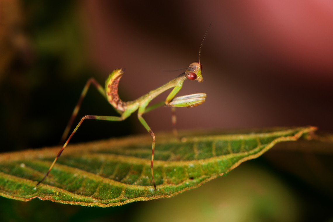 Praying Mantis nymph, Finca Heimatlos, Ecuador Possibly Cardioptera sp. Adult, nymph and egg mass were all found in the same shrub.<br />
<figure class="photo"><a href="https://www.jungledragon.com/image/129093/antemna_rapax_finca_heimatlos_ecuador.html" title="Antemna rapax, Finca Heimatlos, Ecuador"><img src="https://s3.amazonaws.com/media.jungledragon.com/images/2/129093_thumb.jpg?AWSAccessKeyId=05GMT0V3GWVNE7GGM1R2&Expires=1763596810&Signature=gB0DsAV8KXila6WHUgbbO%2BZ59tA%3D" width="134" height="152" alt="Antemna rapax, Finca Heimatlos, Ecuador Adult female. ID by Antonio Fasano.<br />
<br />
Adult, nymph and egg mass were all found in the same shrub.<br />
https://www.jungledragon.com/image/129096/praying_mantis_nymph_finca_heimatlos_ecuador.html<br />
https://www.jungledragon.com/image/129097/praying_mantis_egg_mass_finca_heimatlos_ecuador.html Antemna rapax,Ecuador,Ecuador 2021,Finca Heimatlos,Geotagged,South America,Spring,World" /></a></figure><br />
<figure class="photo"><a href="https://www.jungledragon.com/image/129097/praying_mantis_egg_mass_finca_heimatlos_ecuador.html" title="Praying Mantis egg mass, Finca Heimatlos, Ecuador"><img src="https://s3.amazonaws.com/media.jungledragon.com/images/2/129097_thumb.jpg?AWSAccessKeyId=05GMT0V3GWVNE7GGM1R2&Expires=1763596810&Signature=sNzOvHGGBrkZhP%2FHRCk5ljWaeFU%3D" width="200" height="134" alt="Praying Mantis egg mass, Finca Heimatlos, Ecuador Possibly Cardioptera sp. Adult, nymph and egg mass were all found in the same shrub.<br />
https://www.jungledragon.com/image/129093/praying_mantis_finca_heimatlos_ecuador.html<br />
https://www.jungledragon.com/image/129096/praying_mantis_nymph_finca_heimatlos_ecuador.html Ecuador,Ecuador 2021,Finca Heimatlos,Geotagged,South America,Spring,World" /></a></figure> Ecuador,Ecuador 2021,Finca Heimatlos,Geotagged,South America,Spring,World