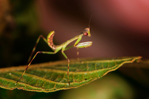 Praying Mantis nymph, Finca Heimatlos, Ecuador Possibly Cardioptera sp. Adult, nymph and egg mass were all found in the same shrub.
https://www.jungledragon.com/image/129093/praying_mantis_finca_heimatlos_ecuador.html
https://www.jungledragon.com/image/129097/praying_mantis_egg_mass_finca_heimatlos_ecuador.html Ecuador,Ecuador 2021,Finca Heimatlos,Geotagged,South America,Spring,World