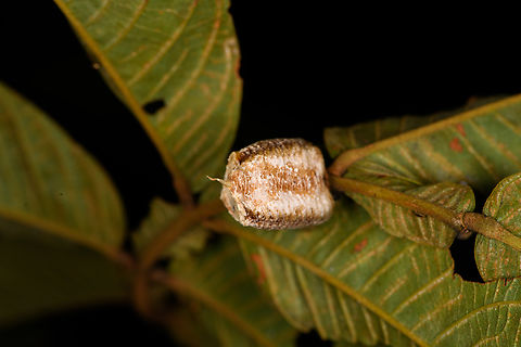 Praying Mantis egg mass, Finca Heimatlos, Ecuador Possibly Cardioptera sp. Adult, nymph and egg mass were all found in the same shrub.
https://www.jungledragon.com/image/129093/praying_mantis_finca_heimatlos_ecuador.html
https://www.jungledragon.com/image/129096/praying_mantis_nymph_finca_heimatlos_ecuador.html Ecuador,Ecuador 2021,Finca Heimatlos,Geotagged,South America,Spring,World