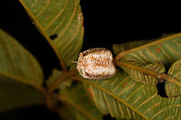 Praying Mantis egg mass, Finca Heimatlos, Ecuador Possibly Cardioptera sp. Adult, nymph and egg mass were all found in the same shrub.<br />
https://www.jungledragon.com/image/129093/praying_mantis_finca_heimatlos_ecuador.html<br />
https://www.jungledragon.com/image/129096/praying_mantis_nymph_finca_heimatlos_ecuador.html Ecuador,Ecuador 2021,Finca Heimatlos,Geotagged,South America,Spring,World