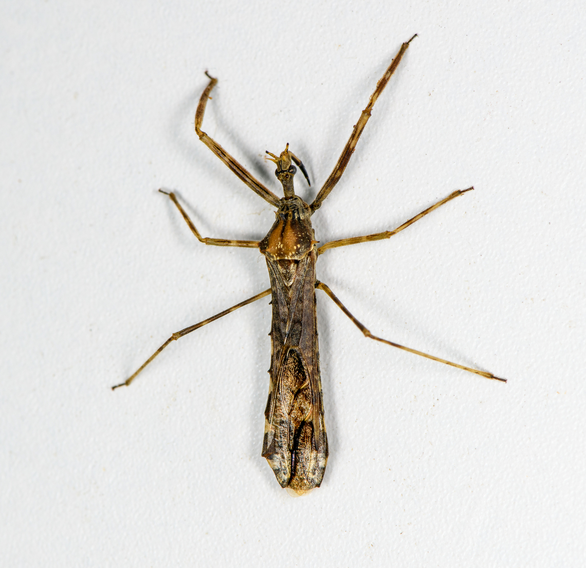 Large assassin bug, Finca Heimatlos, Ecuador Possibly genus Heza, but far from sure. It seems that both antennae are missing.<br />
<br />
On an unrelated note, have a look at this other amazing assassin bug found in Ecuador by the late Andreas Kay:<br />
<section class="video"><iframe width="448" height="282" src="https://www.youtube-nocookie.com/embed/z6Wr-tAC15U?hd=1&autoplay=0&rel=0" frameborder="0" allowfullscreen></iframe></section> Ecuador,Ecuador 2021,Finca Heimatlos,Geotagged,South America,Spring,World