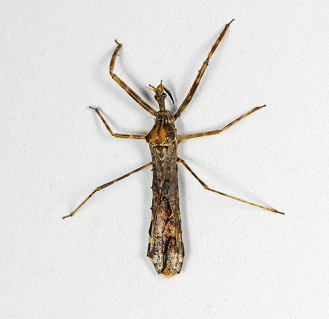 Large assassin bug, Finca Heimatlos, Ecuador Possibly genus Heza, but far from sure. It seems that both antennae are missing.

On an unrelated note, have a look at this other amazing assassin bug found in Ecuador by the late Andreas Kay:
https://www.youtube.com/watch?v=z6Wr-tAC15U Ecuador,Ecuador 2021,Finca Heimatlos,Geotagged,South America,Spring,World