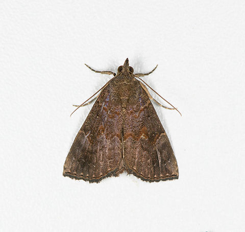 Amyna or Hypena sp.? Finca Heimatlos, Ecuador  Ecuador,Ecuador 2021,Fall,Finca Heimatlos,Geotagged,South America,Spring,World