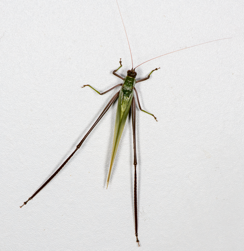 Leaf katydid, Finca Heimatlos, Ecuador Supersized, mostly because of its legs.<br />
<figure class="photo"><a href="https://www.jungledragon.com/image/129109/leaf_katydid_-_side_view_finca_heimatlos_ecuador.html" title="Leaf katydid - side view, Finca Heimatlos, Ecuador"><img src="https://s3.amazonaws.com/media.jungledragon.com/images/2/129109_thumb.jpg?AWSAccessKeyId=05GMT0V3GWVNE7GGM1R2&Expires=1769040010&Signature=%2BTlPZFmmBYTeK4xxAb%2FTly1asWk%3D" width="200" height="118" alt="Leaf katydid - side view, Finca Heimatlos, Ecuador Supersized, mostly because of its legs.<br />
https://www.jungledragon.com/image/129108/leaf_katydid_finca_heimatlos_ecuador.html Ecuador,Ecuador 2021,Finca Heimatlos,Geotagged,South America,Spring,World" /></a></figure> Ecuador,Ecuador 2021,Finca Heimatlos,Geotagged,South America,Spring,World