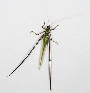 Leaf katydid, Finca Heimatlos, Ecuador Supersized, mostly because of its legs.
https://www.jungledragon.com/image/129109/leaf_katydid_-_side_view_finca_heimatlos_ecuador.html Ecuador,Ecuador 2021,Finca Heimatlos,Geotagged,South America,Spring,World
