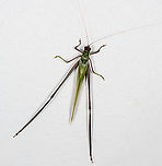 Leaf katydid, Finca Heimatlos, Ecuador Supersized, mostly because of its legs.<br />
https://www.jungledragon.com/image/129109/leaf_katydid_-_side_view_finca_heimatlos_ecuador.html Ecuador,Ecuador 2021,Finca Heimatlos,Geotagged,South America,Spring,World