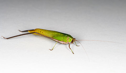 Leaf katydid - side view, Finca Heimatlos, Ecuador Supersized, mostly because of its legs.
https://www.jungledragon.com/image/129108/leaf_katydid_finca_heimatlos_ecuador.html Ecuador,Ecuador 2021,Finca Heimatlos,Geotagged,South America,Spring,World