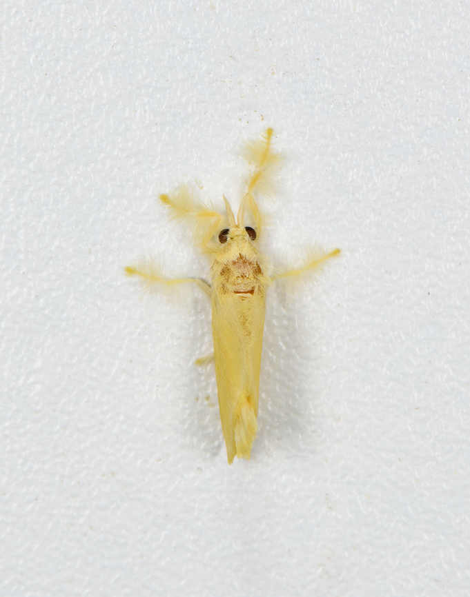 Acraga sp., Finca Heimatlos, Ecuador <a href="https://leps.fieldguide.ai/figure/5e6bdf413c12ef751ffca59c/detail?profile=figures&amp;category=59907c6ffd89786a7613fa80" rel="nofollow">https://leps.fieldguide.ai/figure/5e6bdf413c12ef751ffca59c/detail?profile=figures&amp;category=59907c6ffd89786a7613fa80</a> Ecuador,Ecuador 2021,Finca Heimatlos,Geotagged,South America,Spring,World