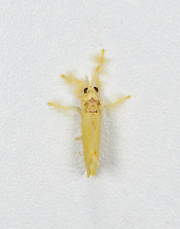 Acraga sp., Finca Heimatlos, Ecuador https://leps.fieldguide.ai/figure/5e6bdf413c12ef751ffca59c/detail?profile=figures&category=59907c6ffd89786a7613fa80 Ecuador,Ecuador 2021,Finca Heimatlos,Geotagged,South America,Spring,World