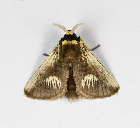 Podalia intermaculata, Finca Heimatlos, Ecuador  Ecuador,Ecuador 2021,Finca Heimatlos,Geotagged,Podalia intermaculata,South America,Spring,World