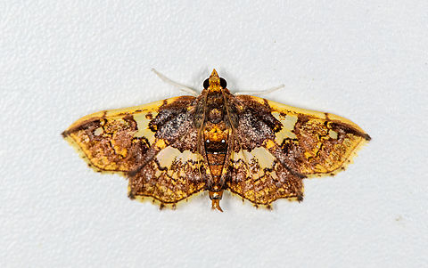 Megastes erythrostolalis, Finca Heimatlos, Ecuador  Ecuador,Ecuador 2021,Finca Heimatlos,Geotagged,Megastes erythrostolalis,South America,Spring,World