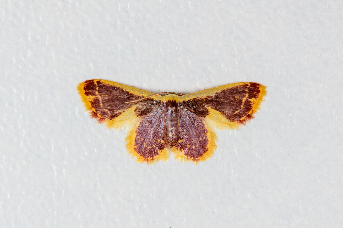 Unknown moth, Finca Heimatlos, Ecuador It has similarities with the very variable Lophosis labeculata, but I'm not confident that it's a full match. Ecuador,Ecuador 2021,Finca Heimatlos,Geotagged,South America,Spring,World