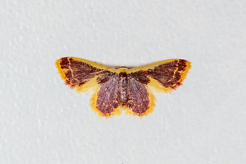 Unknown moth, Finca Heimatlos, Ecuador It has similarities with the very variable Lophosis labeculata, but I'm not confident that it's a full match. Ecuador,Ecuador 2021,Finca Heimatlos,Geotagged,South America,Spring,World