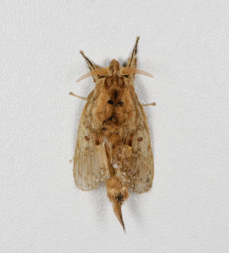 Slug moth, Finca Heimatlos, Ecuador  Ecuador,Ecuador 2021,Fall,Finca Heimatlos,Geotagged,South America,Spring,World