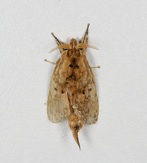 Slug moth, Finca Heimatlos, Ecuador  Ecuador,Ecuador 2021,Fall,Finca Heimatlos,Geotagged,South America,Spring,World