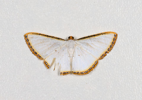 Leuciris fimbriaria, Finca Heimatlos, Ecuador This one has seen better days. Ecuador,Ecuador 2021,Finca Heimatlos,Geotagged,Leuciris fimbriaria,South America,Spring,World