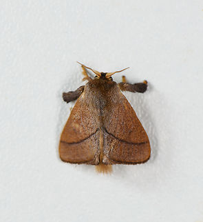 Lappet moth, Finca Heimatlos, Ecuador  Ecuador,Ecuador 2021,Finca Heimatlos,Geotagged,South America,Spring,World