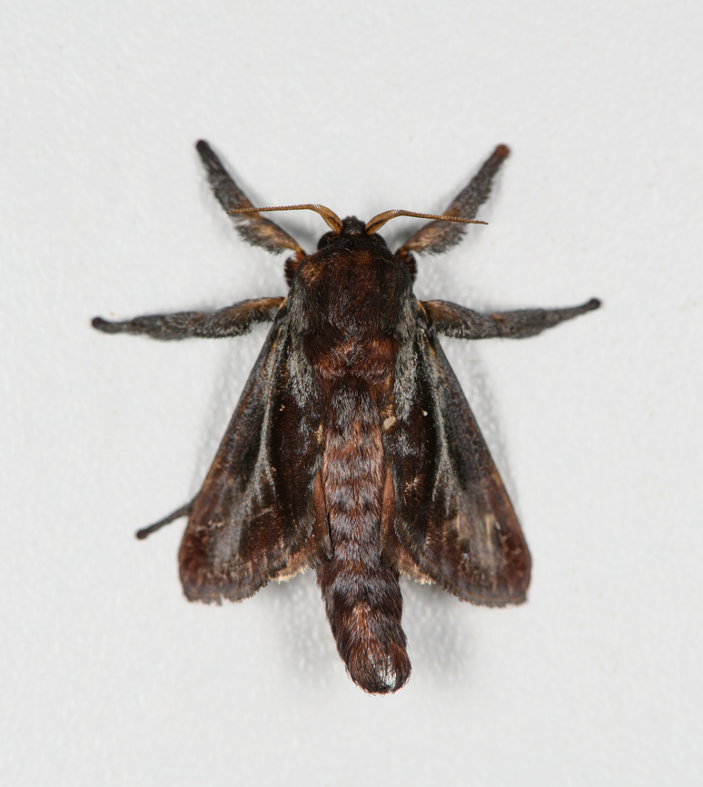 Acharia nesea, Finca Heimatlos, Ecuador  Acharia nesea,Ecuador,Ecuador 2021,Finca Heimatlos,Geotagged,South America,Spring,World