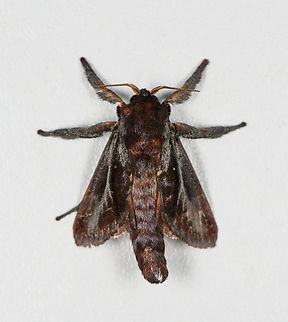 Acharia nesea, Finca Heimatlos, Ecuador  Acharia nesea,Ecuador,Ecuador 2021,Finca Heimatlos,Geotagged,South America,Spring,World