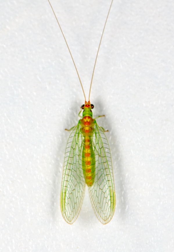 Green lacewing (Chrysopidae), Finca Heimatlos, Ecuador  Ecuador,Ecuador 2021,Finca Heimatlos,Geotagged,South America,Spring,World
