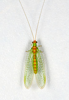 Green lacewing (Chrysopidae), Finca Heimatlos, Ecuador  Ecuador,Ecuador 2021,Finca Heimatlos,Geotagged,South America,Spring,World