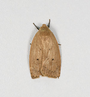 Gold-striped leaftier moth, Finca Heimatlos, Ecuador  Ecuador,Ecuador 2021,Finca Heimatlos,Geotagged,Gold-striped leaftier moth,Machimia tentoriferella,South America,Spring,World