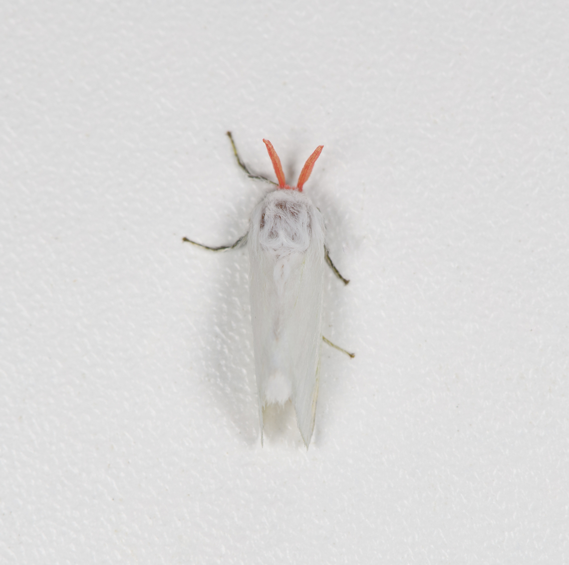 Rosy Crown Satin, Finca Heimatlos, Ecuador  Aithorape roseicornis,Ecuador,Ecuador 2021,Finca Heimatlos,Geotagged,Rosy Crown Satin,South America,Spring,World