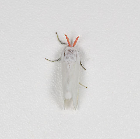 Rosy Crown Satin, Finca Heimatlos, Ecuador  Aithorape roseicornis,Ecuador,Ecuador 2021,Finca Heimatlos,Geotagged,Rosy Crown Satin,South America,Spring,World