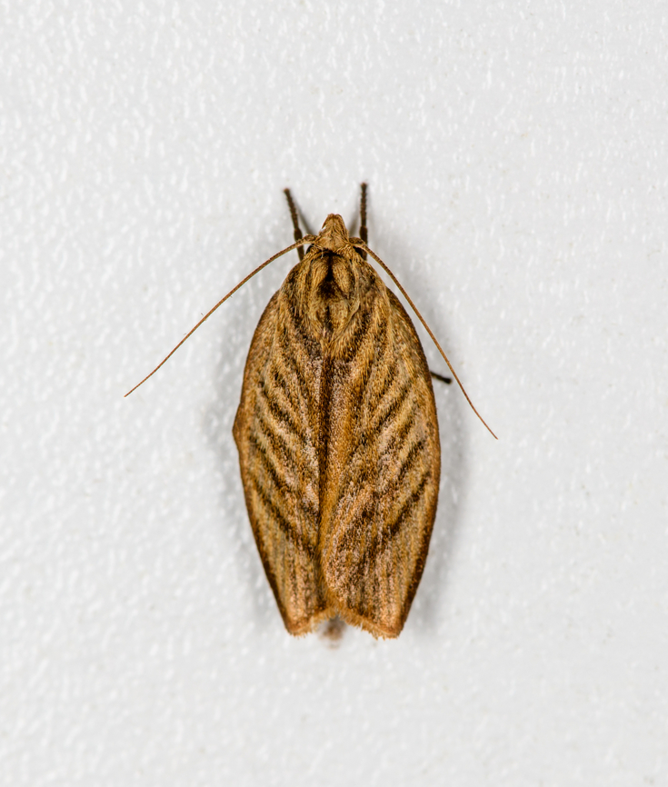 Leafroller moth? Finca Heimatlos, Ecuador  Ecuador,Ecuador 2021,Finca Heimatlos,Geotagged,South America,Spring,World