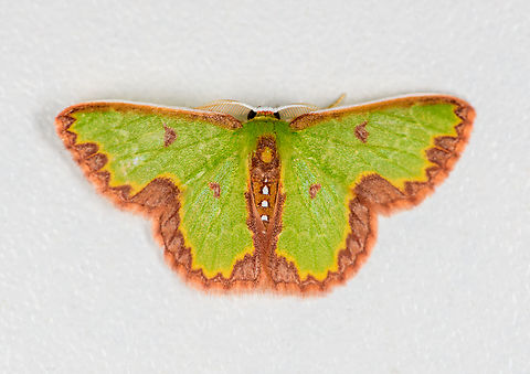 Synchlora decorata, Finca Heimatlos, Ecuador My 2,000th species intro! Ecuador,Ecuador 2021,Finca Heimatlos,Geotagged,South America,Spring,Synchlora decorata,World