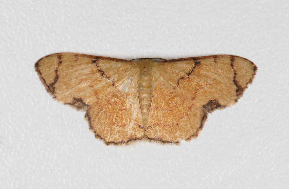 Eois or Idaea sp., Finca Heimatlos, Ecuador  Ecuador,Ecuador 2021,Finca Heimatlos,Geotagged,South America,Spring,World