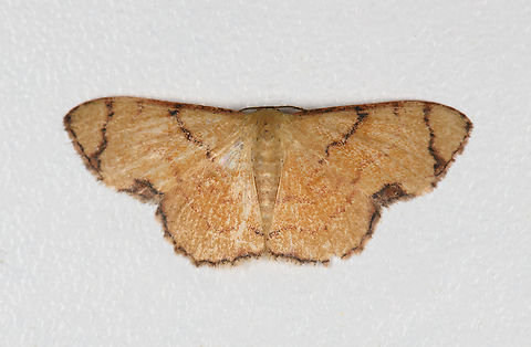Eois or Idaea sp., Finca Heimatlos, Ecuador  Ecuador,Ecuador 2021,Finca Heimatlos,Geotagged,South America,Spring,World