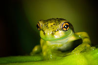 Amazon Milk Frog - frontal, Finca Heimatlos, Ecuador Froglet.<br />
https://www.jungledragon.com/image/129130/tree_froglet_-_top_view_finca_heimatlos_ecuador.html<br />
https://www.jungledragon.com/image/129131/tree_froglet_finca_heimatlos_ecuador.html Ecuador,Ecuador 2021,Finca Heimatlos,Geotagged,Mission golden-eyed tree frog,South America,Spring,Trachycephalus resinifictrix,World