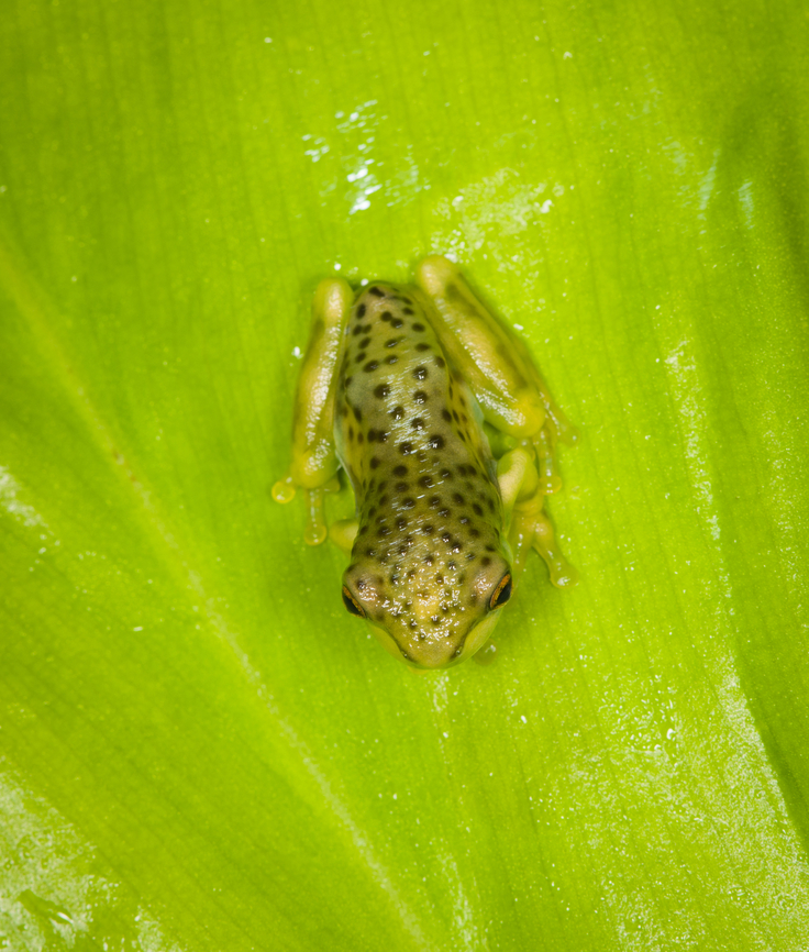 Amazon Milk Frog - top view, Finca Heimatlos, Ecuador Froglet.<br />
<figure class="photo"><a href="https://www.jungledragon.com/image/129131/amazon_milk_frog_finca_heimatlos_ecuador.html" title="Amazon Milk Frog, Finca Heimatlos, Ecuador"><img src="https://s3.amazonaws.com/media.jungledragon.com/images/2/129131_thumb.jpg?AWSAccessKeyId=05GMT0V3GWVNE7GGM1R2&Expires=1767225610&Signature=s1d7M2kq7bqgfM%2Bgc%2FA3OzgLpxQ%3D" width="200" height="160" alt="Amazon Milk Frog, Finca Heimatlos, Ecuador Froglet.<br />
https://www.jungledragon.com/image/129130/tree_froglet_-_top_view_finca_heimatlos_ecuador.html<br />
https://www.jungledragon.com/image/129129/tree_froglet_-_frontal_finca_heimatlos_ecuador.html Amazon Milk Frog,Ecuador,Ecuador 2021,Finca Heimatlos,Geotagged,South America,Spring,Trachycephalus resinifictrix,World" /></a></figure><br />
<figure class="photo"><a href="https://www.jungledragon.com/image/129129/amazon_milk_frog_-_frontal_finca_heimatlos_ecuador.html" title="Amazon Milk Frog - frontal, Finca Heimatlos, Ecuador"><img src="https://s3.amazonaws.com/media.jungledragon.com/images/2/129129_thumb.jpg?AWSAccessKeyId=05GMT0V3GWVNE7GGM1R2&Expires=1767225610&Signature=D2m4ZeYh5Nk4BglPJjOYSSrjnWM%3D" width="200" height="134" alt="Amazon Milk Frog - frontal, Finca Heimatlos, Ecuador Froglet.<br />
https://www.jungledragon.com/image/129130/tree_froglet_-_top_view_finca_heimatlos_ecuador.html<br />
https://www.jungledragon.com/image/129131/tree_froglet_finca_heimatlos_ecuador.html Ecuador,Ecuador 2021,Finca Heimatlos,Geotagged,Mission golden-eyed tree frog,South America,Spring,Trachycephalus resinifictrix,World" /></a></figure> Amazon Milk Frog,Ecuador,Ecuador 2021,Finca Heimatlos,Geotagged,South America,Spring,Trachycephalus resinifictrix,World