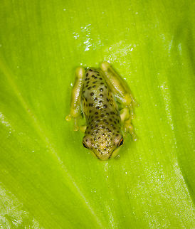 Amazon Milk Frog - top view, Finca Heimatlos, Ecuador Froglet.
https://www.jungledragon.com/image/129131/tree_froglet_finca_heimatlos_ecuador.html
https://www.jungledragon.com/image/129129/tree_froglet_-_frontal_finca_heimatlos_ecuador.html Amazon Milk Frog,Ecuador,Ecuador 2021,Finca Heimatlos,Geotagged,South America,Spring,Trachycephalus resinifictrix,World