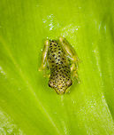 Amazon Milk Frog - top view, Finca Heimatlos, Ecuador Froglet.<br />
https://www.jungledragon.com/image/129131/tree_froglet_finca_heimatlos_ecuador.html<br />
https://www.jungledragon.com/image/129129/tree_froglet_-_frontal_finca_heimatlos_ecuador.html Amazon Milk Frog,Ecuador,Ecuador 2021,Finca Heimatlos,Geotagged,South America,Spring,Trachycephalus resinifictrix,World