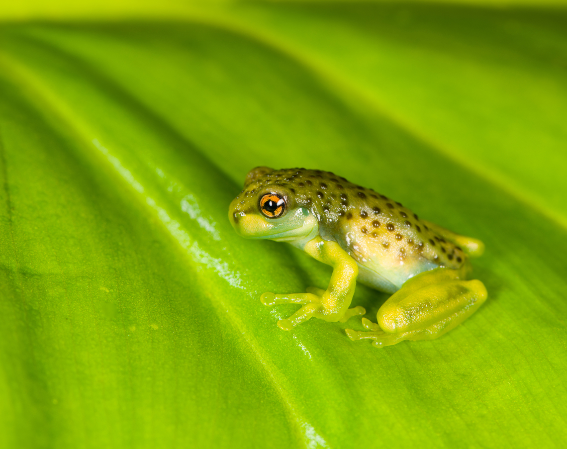Amazon Milk Frog, Finca Heimatlos, Ecuador Froglet.<br />
<figure class="photo"><a href="https://www.jungledragon.com/image/129130/amazon_milk_frog_-_top_view_finca_heimatlos_ecuador.html" title="Amazon Milk Frog - top view, Finca Heimatlos, Ecuador"><img src="https://s3.amazonaws.com/media.jungledragon.com/images/2/129130_thumb.jpg?AWSAccessKeyId=05GMT0V3GWVNE7GGM1R2&Expires=1767225610&Signature=SS3Pwy%2F8CCvlHUFCjbHTkYEeDVA%3D" width="130" height="152" alt="Amazon Milk Frog - top view, Finca Heimatlos, Ecuador Froglet.<br />
https://www.jungledragon.com/image/129131/tree_froglet_finca_heimatlos_ecuador.html<br />
https://www.jungledragon.com/image/129129/tree_froglet_-_frontal_finca_heimatlos_ecuador.html Amazon Milk Frog,Ecuador,Ecuador 2021,Finca Heimatlos,Geotagged,South America,Spring,Trachycephalus resinifictrix,World" /></a></figure><br />
<figure class="photo"><a href="https://www.jungledragon.com/image/129129/amazon_milk_frog_-_frontal_finca_heimatlos_ecuador.html" title="Amazon Milk Frog - frontal, Finca Heimatlos, Ecuador"><img src="https://s3.amazonaws.com/media.jungledragon.com/images/2/129129_thumb.jpg?AWSAccessKeyId=05GMT0V3GWVNE7GGM1R2&Expires=1767225610&Signature=D2m4ZeYh5Nk4BglPJjOYSSrjnWM%3D" width="200" height="134" alt="Amazon Milk Frog - frontal, Finca Heimatlos, Ecuador Froglet.<br />
https://www.jungledragon.com/image/129130/tree_froglet_-_top_view_finca_heimatlos_ecuador.html<br />
https://www.jungledragon.com/image/129131/tree_froglet_finca_heimatlos_ecuador.html Ecuador,Ecuador 2021,Finca Heimatlos,Geotagged,Mission golden-eyed tree frog,South America,Spring,Trachycephalus resinifictrix,World" /></a></figure> Amazon Milk Frog,Ecuador,Ecuador 2021,Finca Heimatlos,Geotagged,South America,Spring,Trachycephalus resinifictrix,World