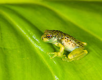 Amazon Milk Frog, Finca Heimatlos, Ecuador Froglet.<br />
https://www.jungledragon.com/image/129130/tree_froglet_-_top_view_finca_heimatlos_ecuador.html<br />
https://www.jungledragon.com/image/129129/tree_froglet_-_frontal_finca_heimatlos_ecuador.html Amazon Milk Frog,Ecuador,Ecuador 2021,Finca Heimatlos,Geotagged,South America,Spring,Trachycephalus resinifictrix,World