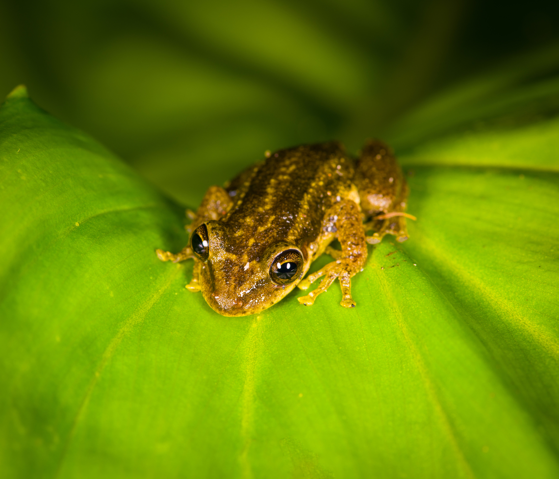 Red Snouted Tree Frog - frontal, Finca Heimatlos, Ecuador ID verified by an expert. When you look at reference photos, it's extremely variable. It's likely a species complex consisting of several to-be-defined species.<br />
<figure class="photo"><a href="https://www.jungledragon.com/image/129133/red_snouted_tree_frog_finca_heimatlos_ecuador.html" title="Red Snouted Tree Frog, Finca Heimatlos, Ecuador"><img src="https://s3.amazonaws.com/media.jungledragon.com/images/2/129133_thumb.jpg?AWSAccessKeyId=05GMT0V3GWVNE7GGM1R2&Expires=1769040010&Signature=46zFfU6gVOntKTMdFCTZtxb9Ga8%3D" width="200" height="134" alt="Red Snouted Tree Frog, Finca Heimatlos, Ecuador ID verified by an expert. When you look at reference photos, it's extremely variable. It's likely a species complex consisting of several to-be-defined species.<br />
https://www.jungledragon.com/image/129132/red_snouted_tree_frog_-_frontal_finca_heimatlos_ecuador.html Ecuador,Ecuador 2021,Finca Heimatlos,Geotagged,Scinax ruber,South America,Spring,World" /></a></figure> Ecuador,Ecuador 2021,Finca Heimatlos,Geotagged,Red Snouted Tree Frog,Scinax ruber,South America,Spring,World