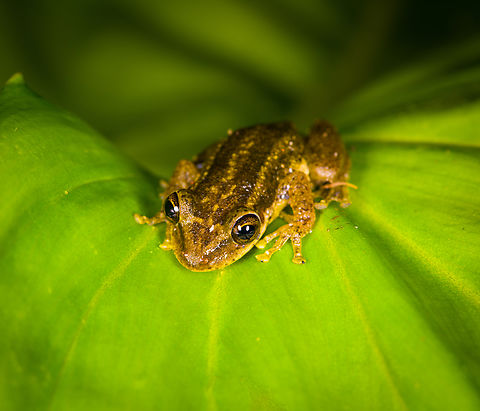 Red Snouted Tree Frog - frontal, Finca Heimatlos, Ecuador ID verified by an expert. When you look at reference photos, it's extremely variable. It's likely a species complex consisting of several to-be-defined species.
https://www.jungledragon.com/image/129133/red_snouted_tree_frog_finca_heimatlos_ecuador.html Ecuador,Ecuador 2021,Finca Heimatlos,Geotagged,Red Snouted Tree Frog,Scinax ruber,South America,Spring,World