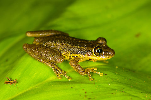 Red Snouted Tree Frog, Finca Heimatlos, Ecuador ID verified by an expert. When you look at reference photos, it's extremely variable. It's likely a species complex consisting of several to-be-defined species.
https://www.jungledragon.com/image/129132/red_snouted_tree_frog_-_frontal_finca_heimatlos_ecuador.html Ecuador,Ecuador 2021,Finca Heimatlos,Geotagged,Scinax ruber,South America,Spring,World